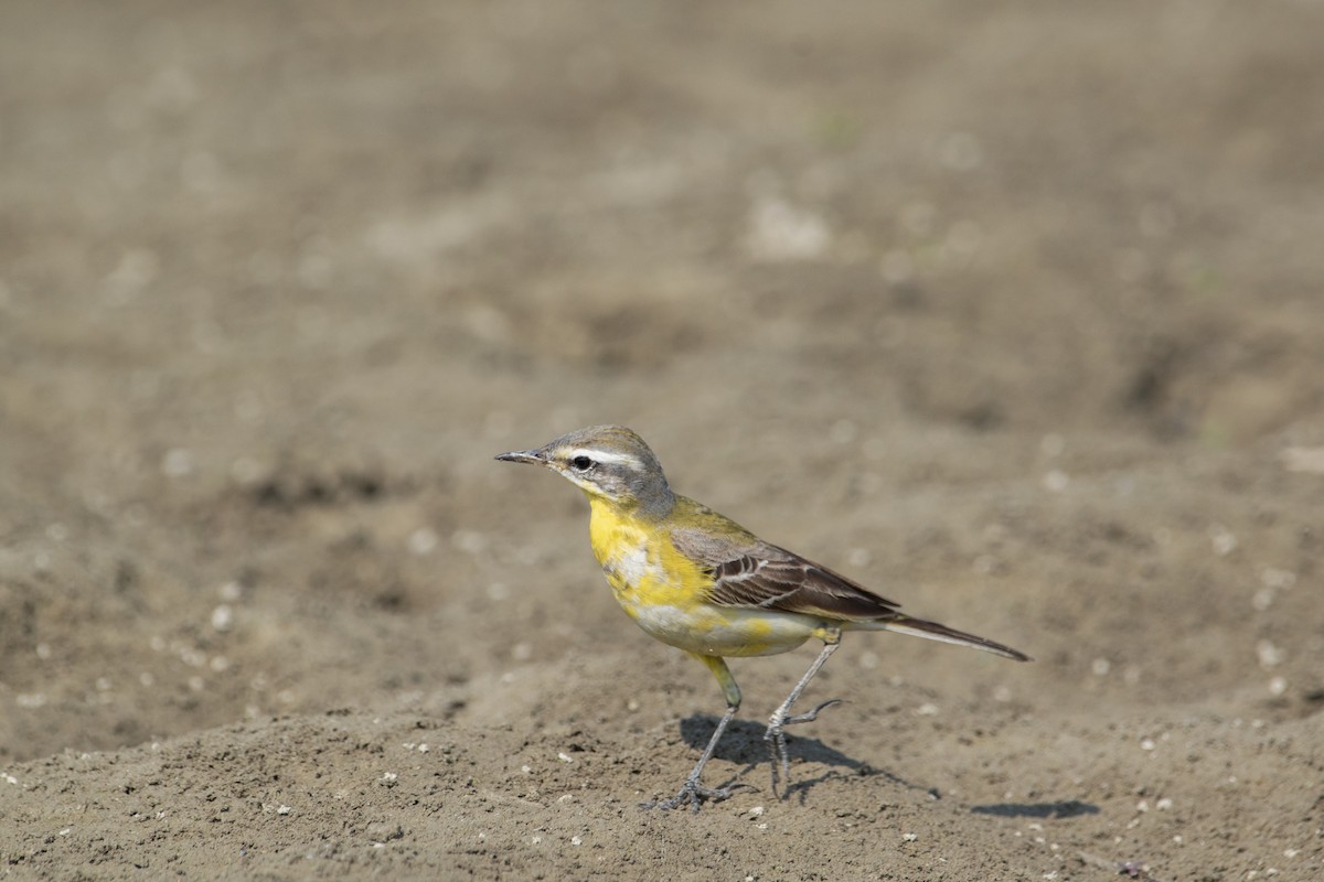 Western Yellow Wagtail - ML647123157
