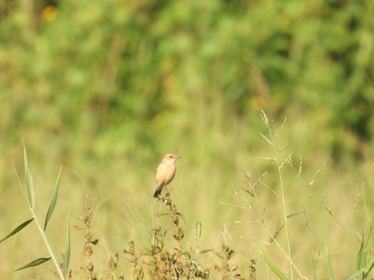 Siberian Stonechat - ML647123158