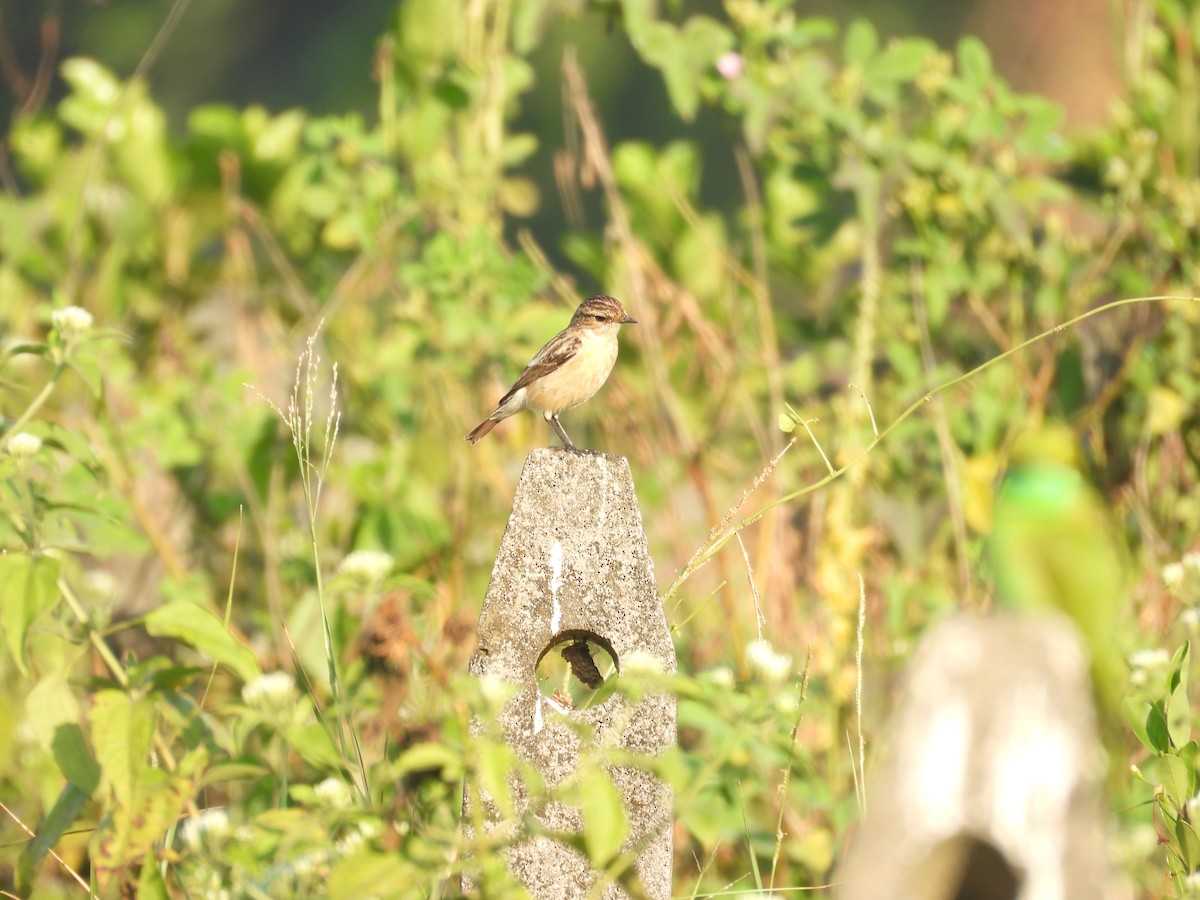 Siberian Stonechat - ML647123159