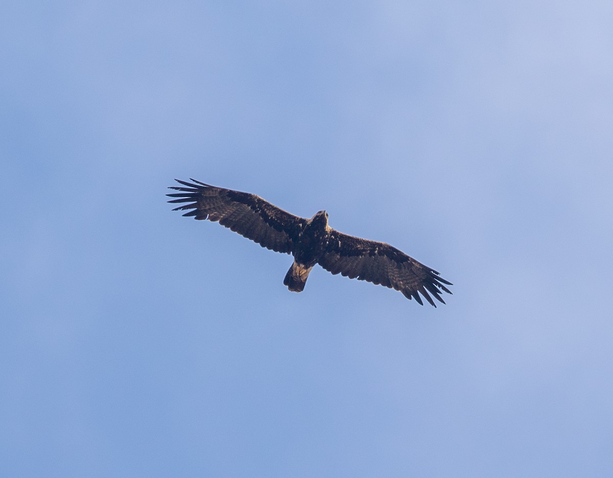 Imperial Eagle - ML647123160