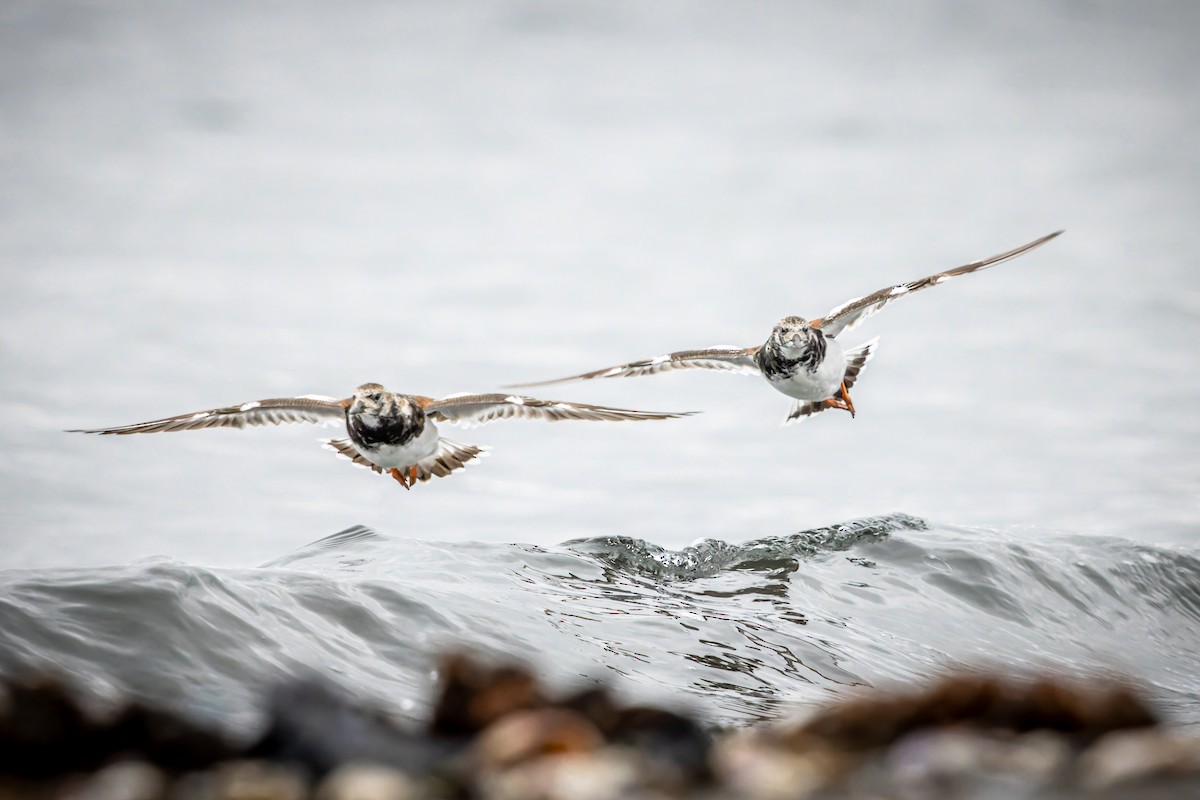 Ruddy Turnstone - ML647123161
