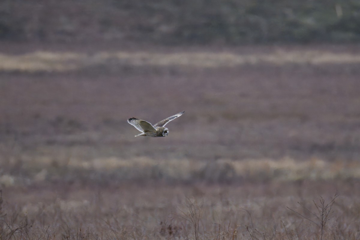 Short-eared Owl - ML647123162