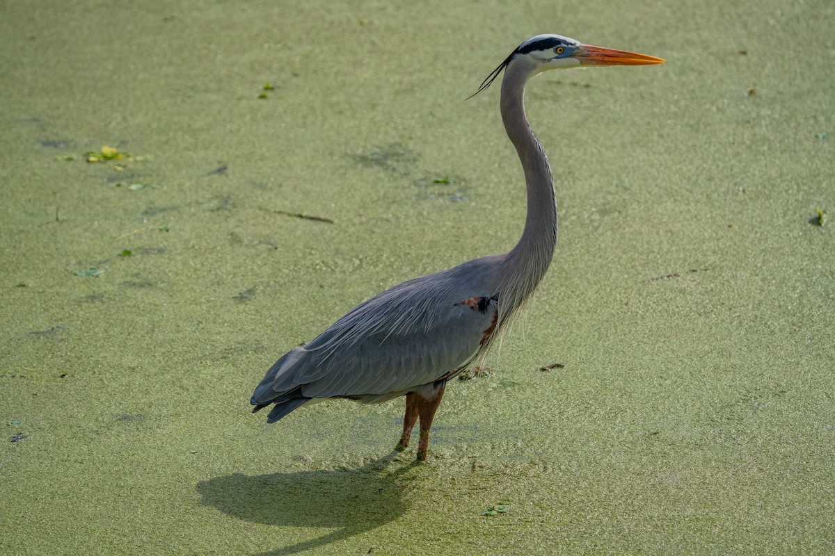 Great Blue Heron - ML647123163