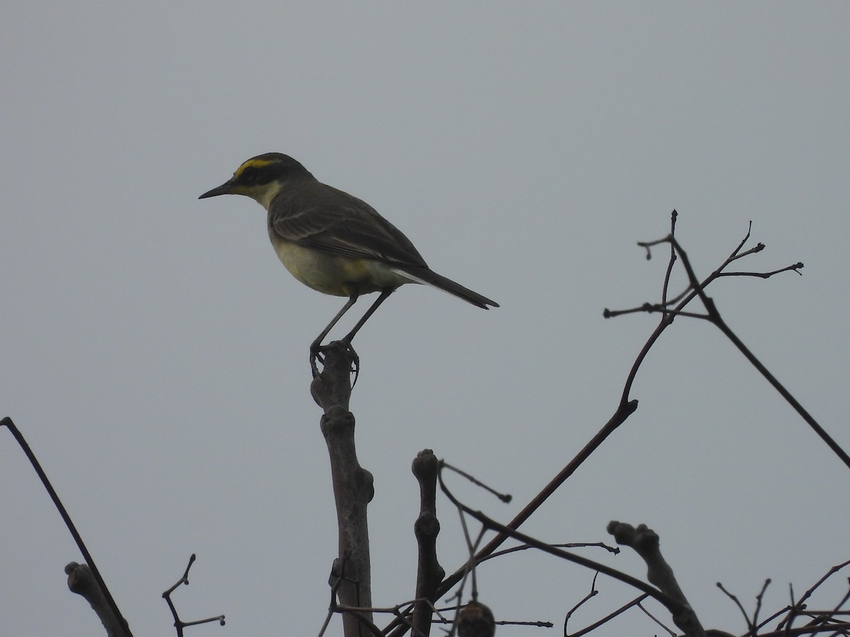 Eastern Yellow Wagtail - ML647123164