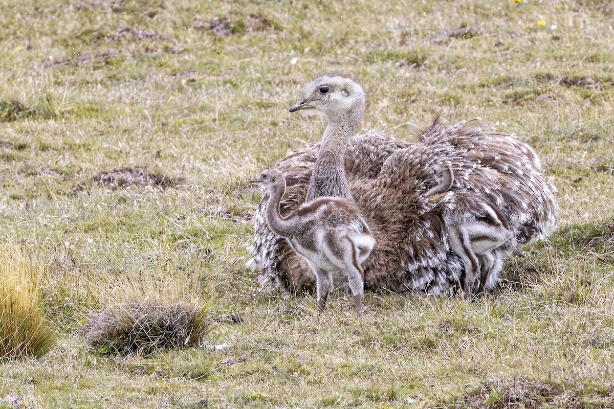 Lesser Rhea (Darwin's) - ML647123165