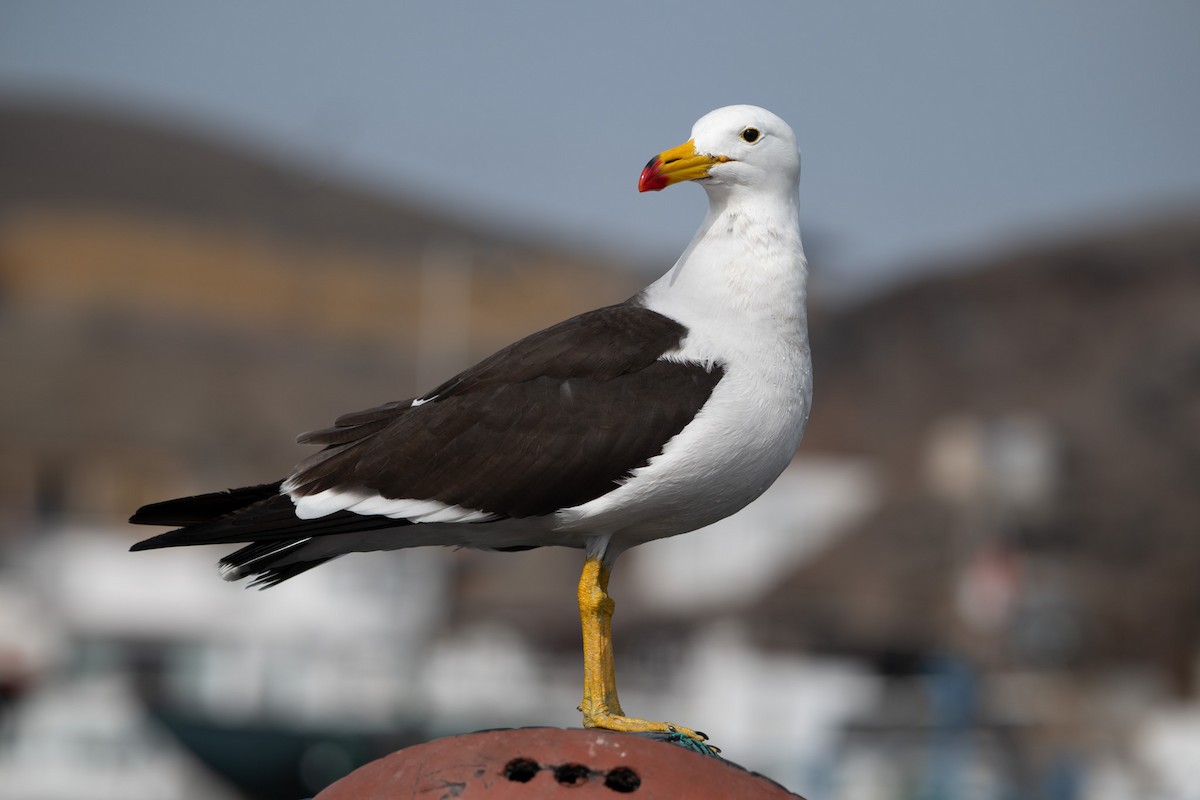 Belcher's Gull - ML647123166