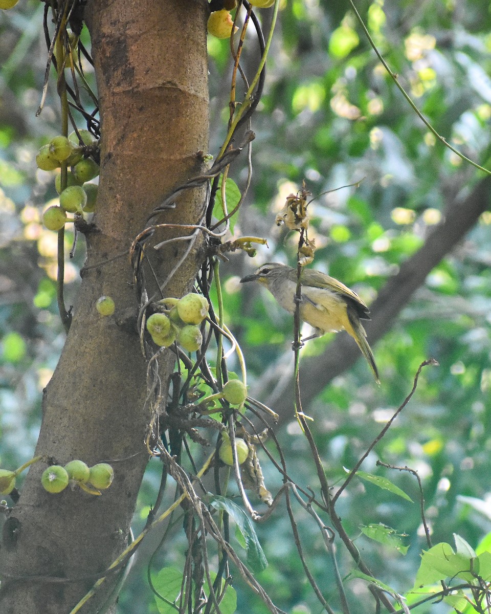 White-browed Bulbul - ML647123167