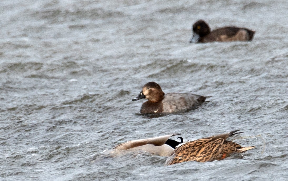 Common Pochard - ML647123168