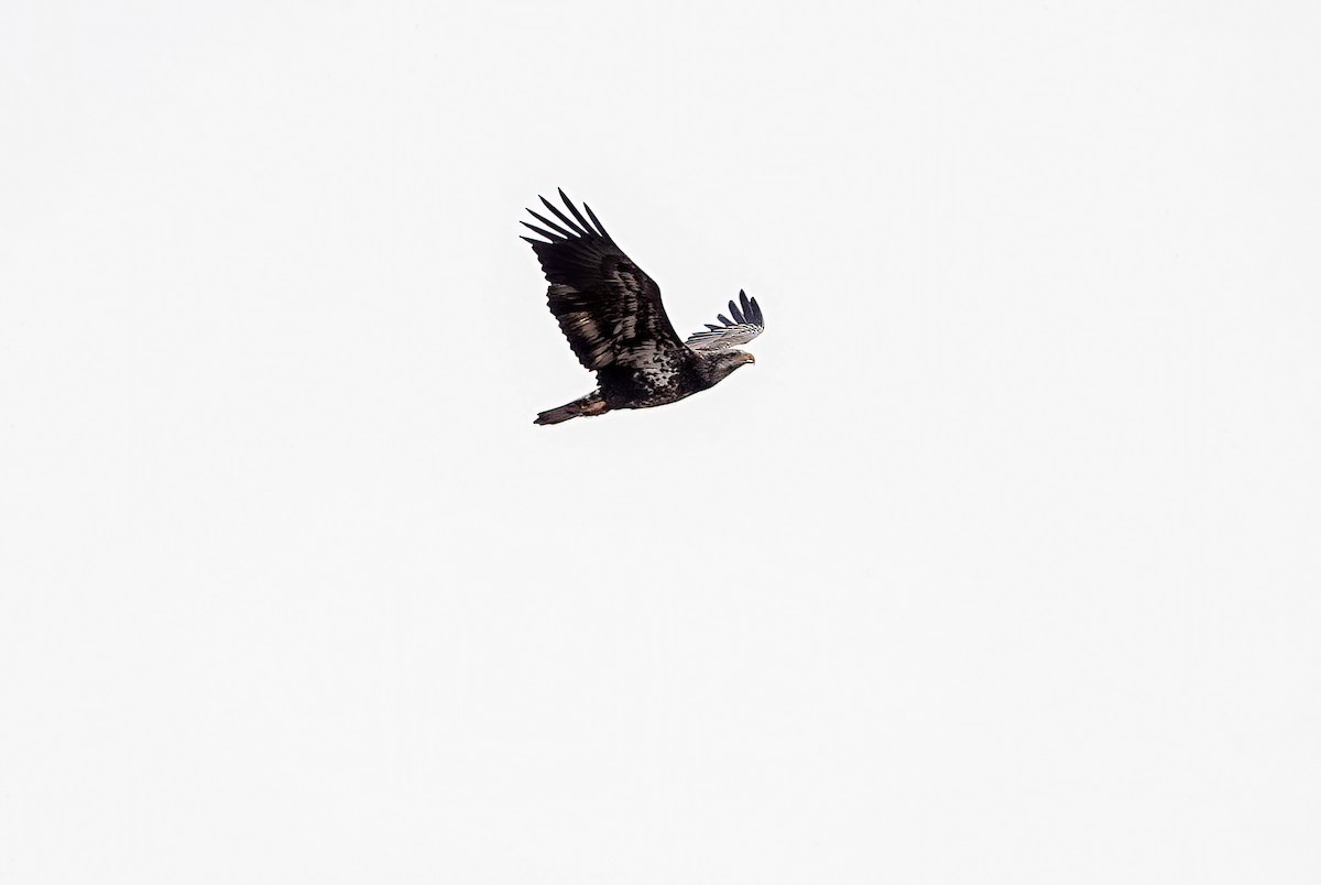Bald Eagle - ML647123169