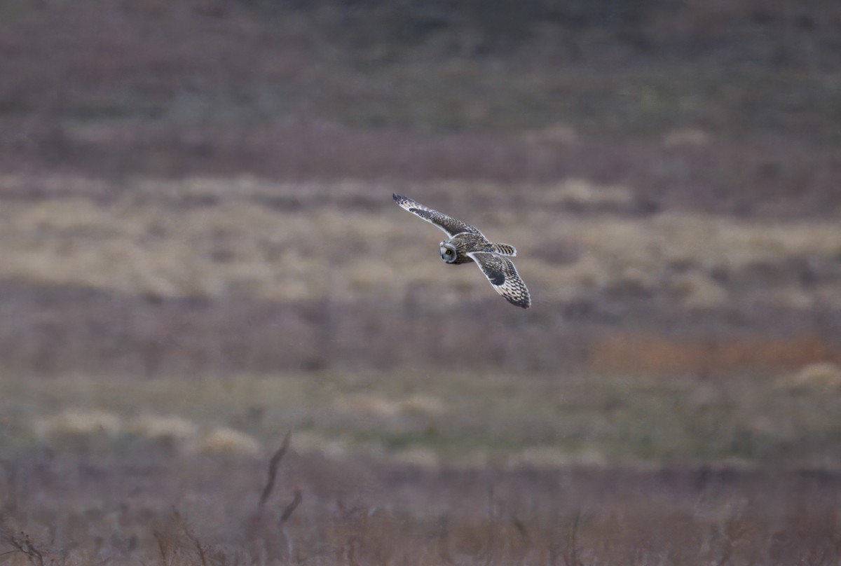Short-eared Owl - ML647123170