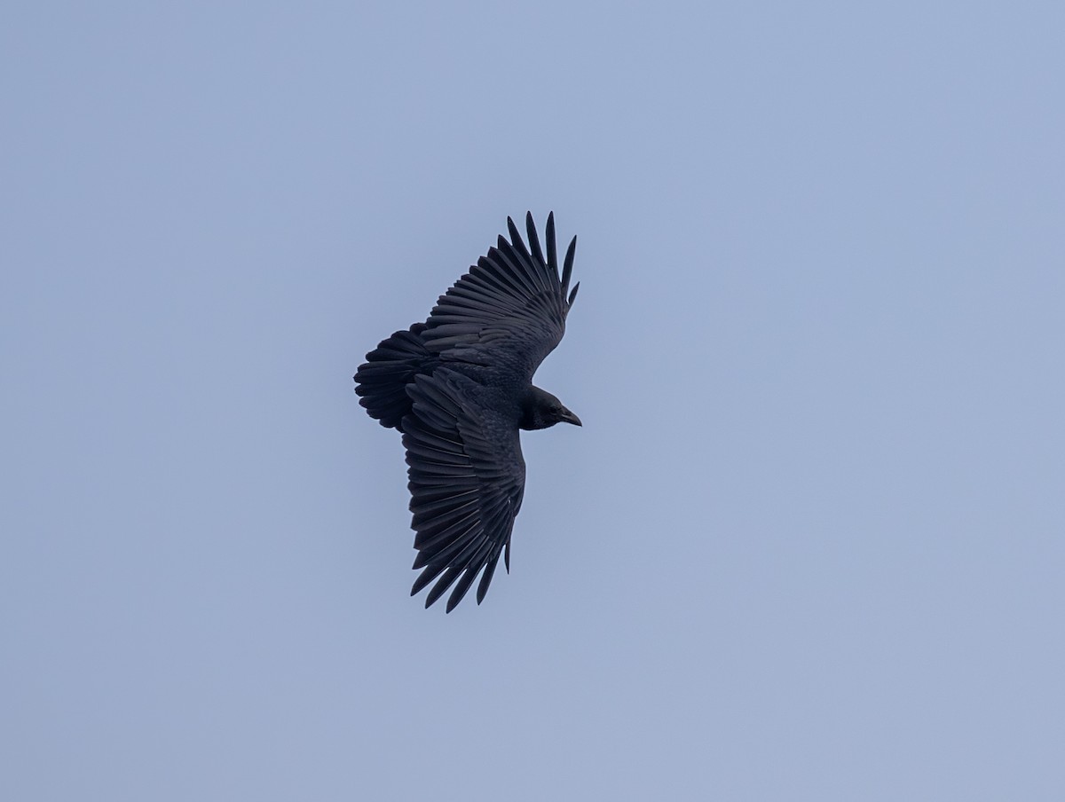 Fan-tailed Raven - ML647123174