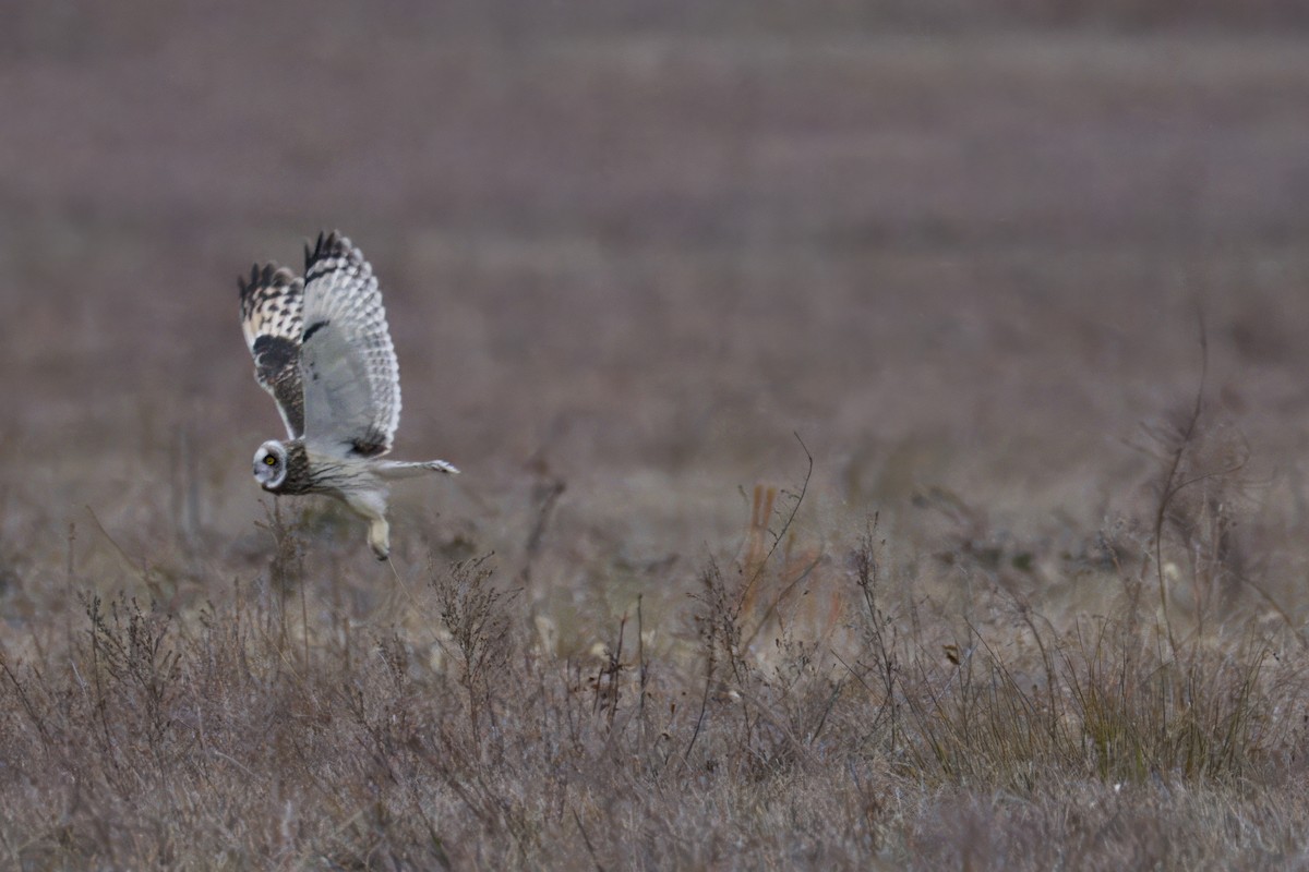 Short-eared Owl - ML647123175