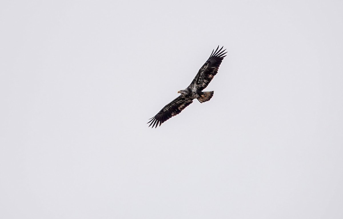 Bald Eagle - ML647123176