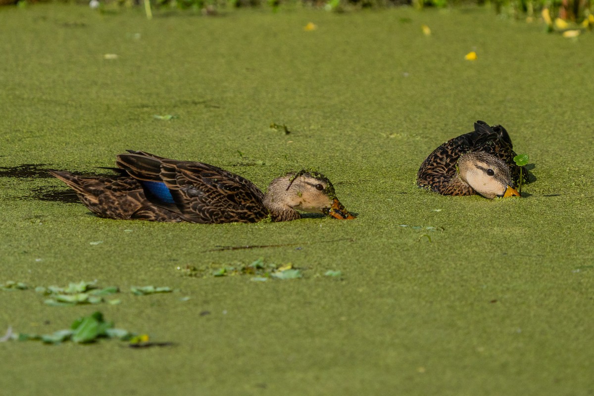 Mottled Duck - ML647123177