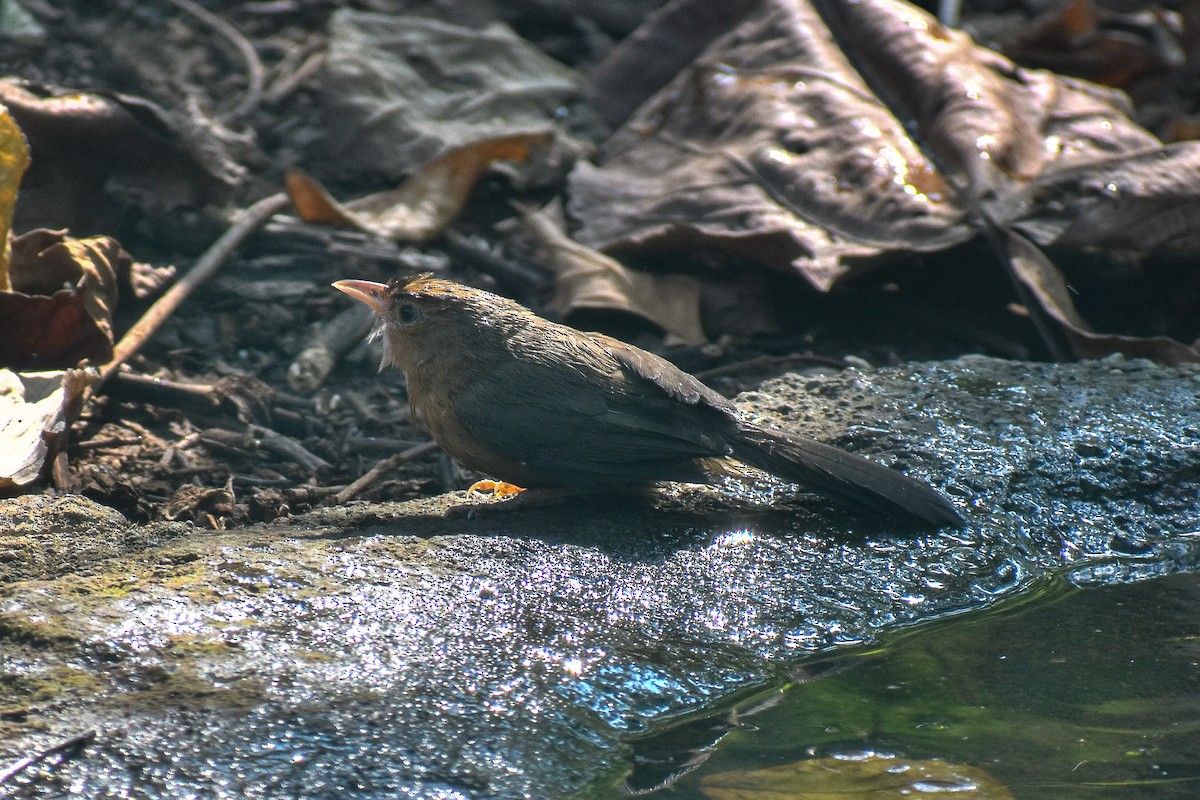 Tawny-bellied Babbler - ML647123179