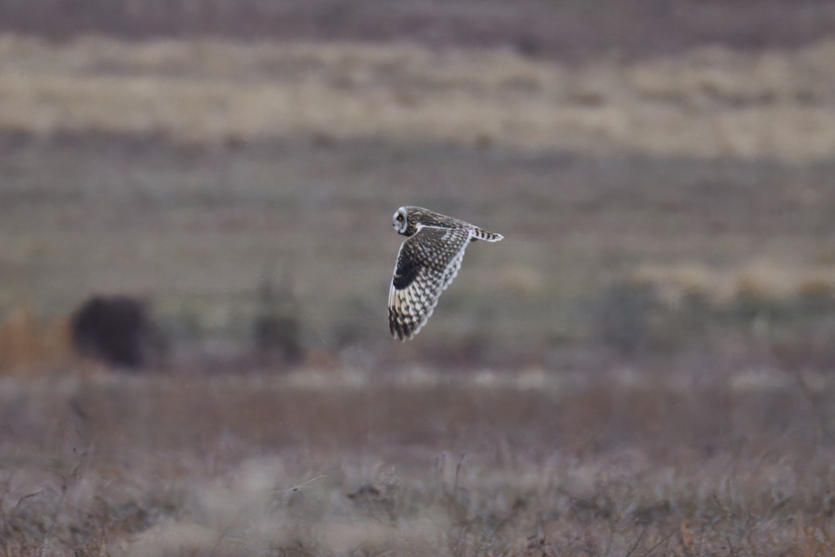 Short-eared Owl - ML647123180