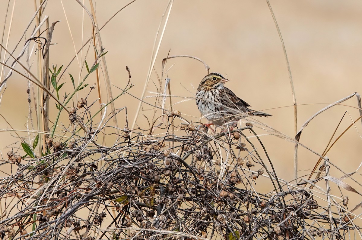 Savannah Sparrow - ML647123181