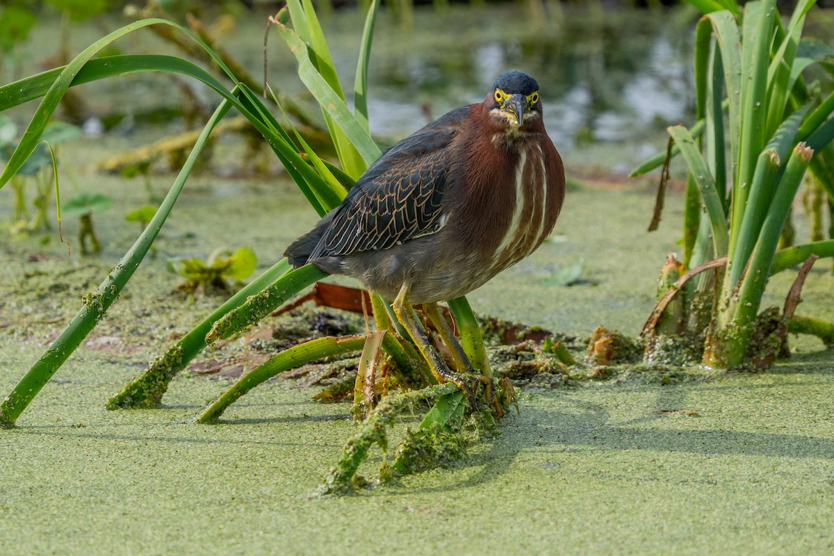 Green Heron - ML647123186