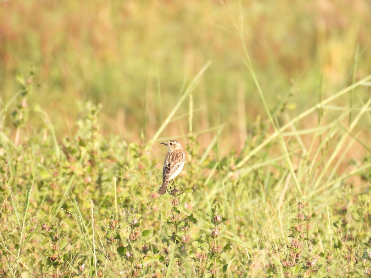 Siberian Stonechat - ML647123190