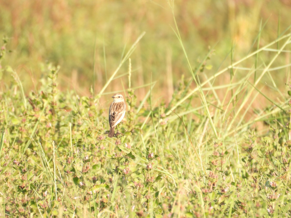 Siberian Stonechat - ML647123191