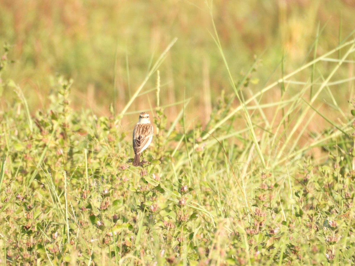 Siberian Stonechat - ML647123192