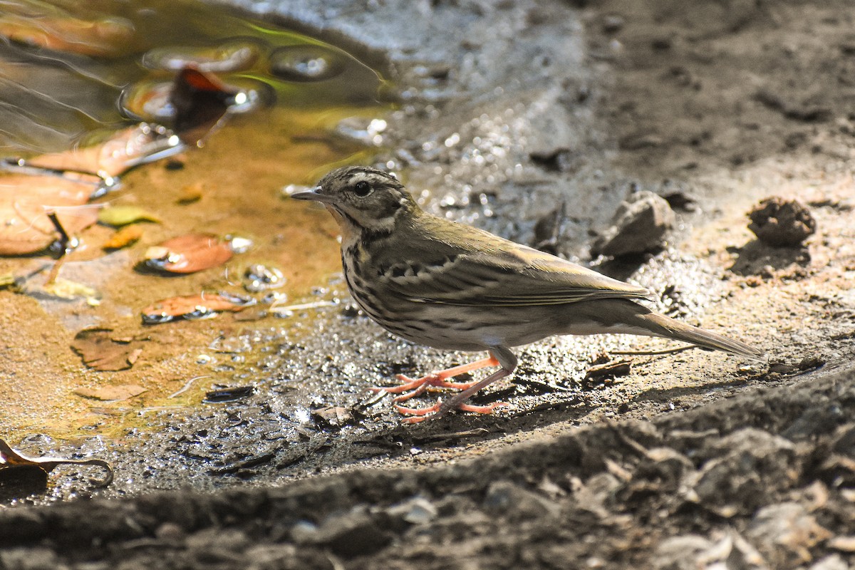 Olive-backed Pipit - ML647123193
