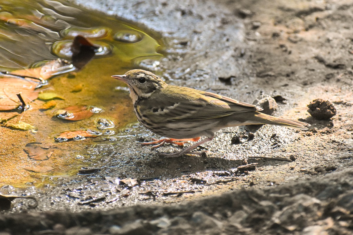 Olive-backed Pipit - ML647123194