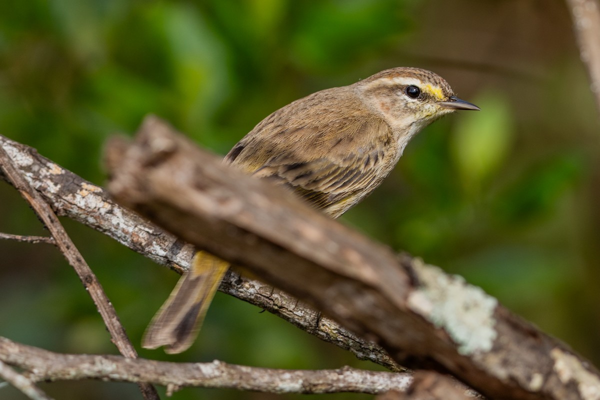 Palm Warbler - ML647123195