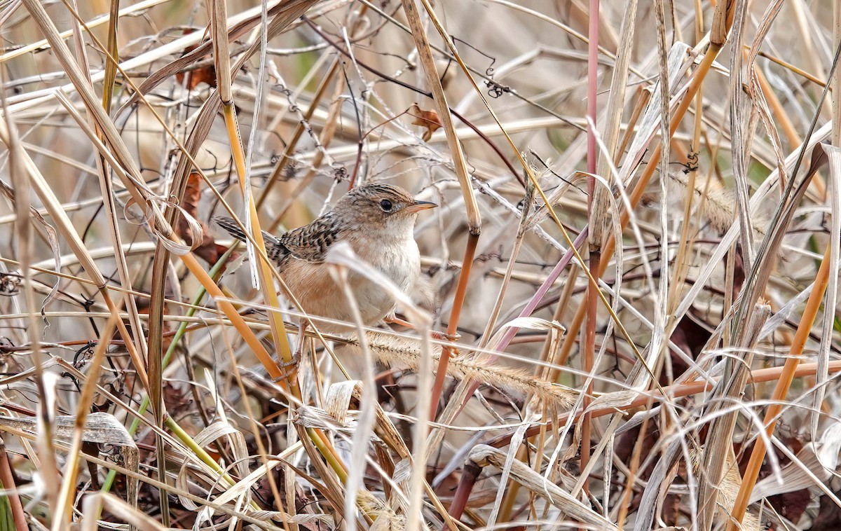 Sedge Wren - ML647123198