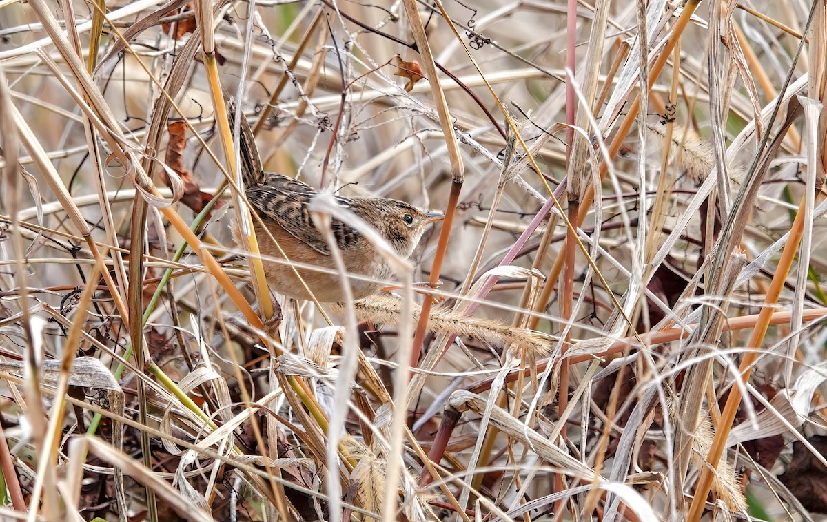 Sedge Wren - ML647123202