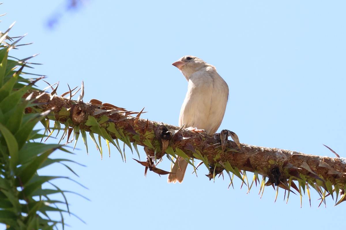 דרור הבית - ML647123203