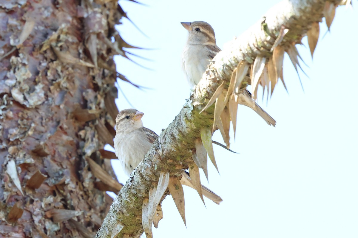 דרור הבית - ML647123204