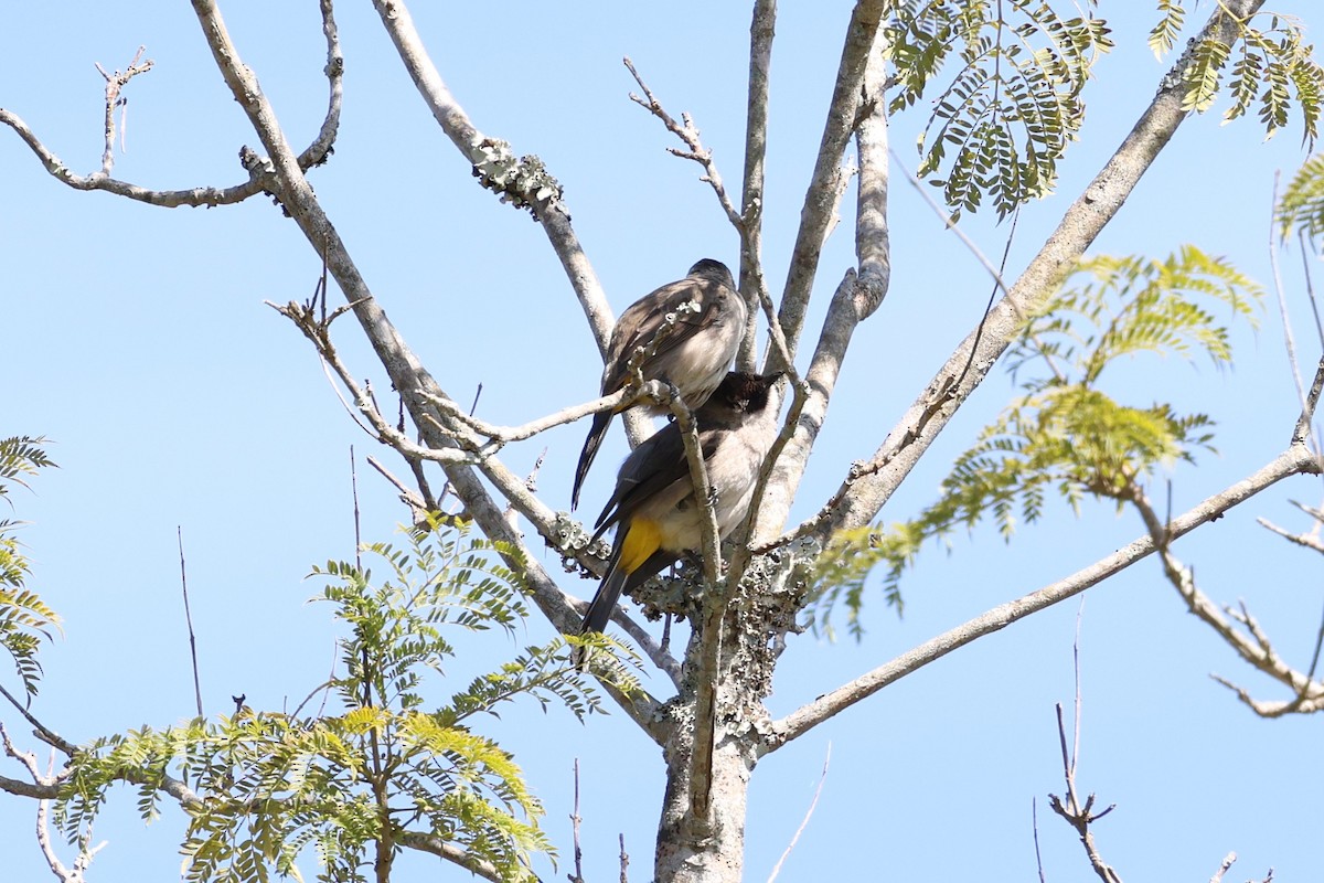 Bulbul Ventridorado - ML647123224