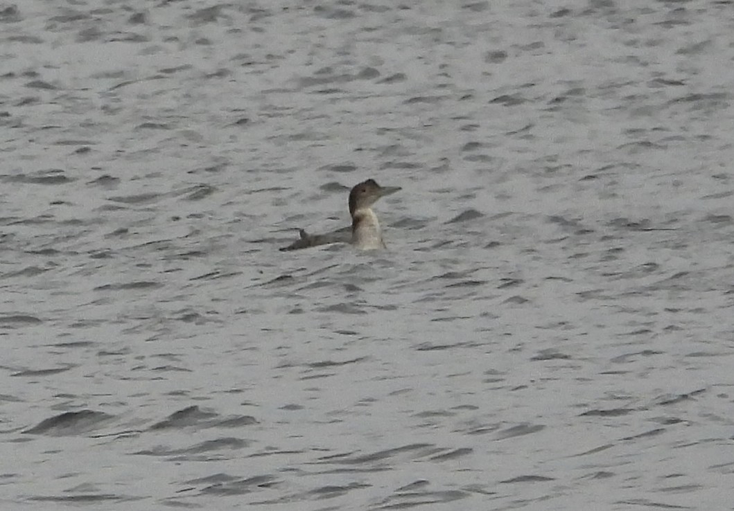 Sterntaucher - ML647123229