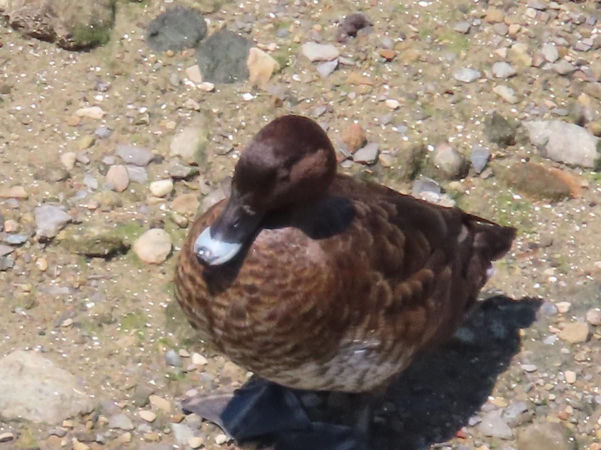 Hardhead - ML647123233