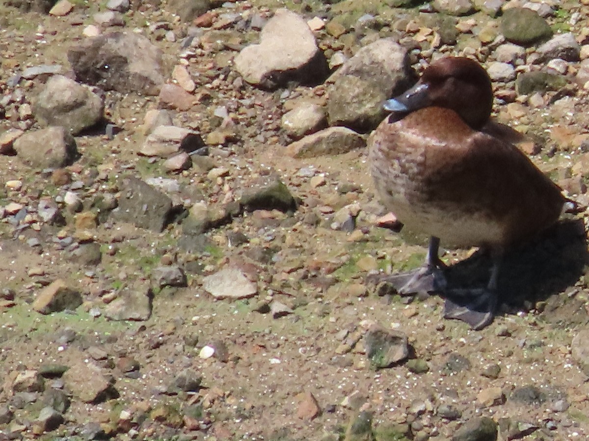 Hardhead - ML647123234