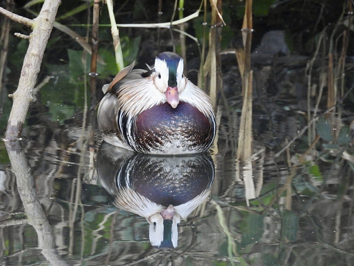 Mandarin Duck - ML647123240
