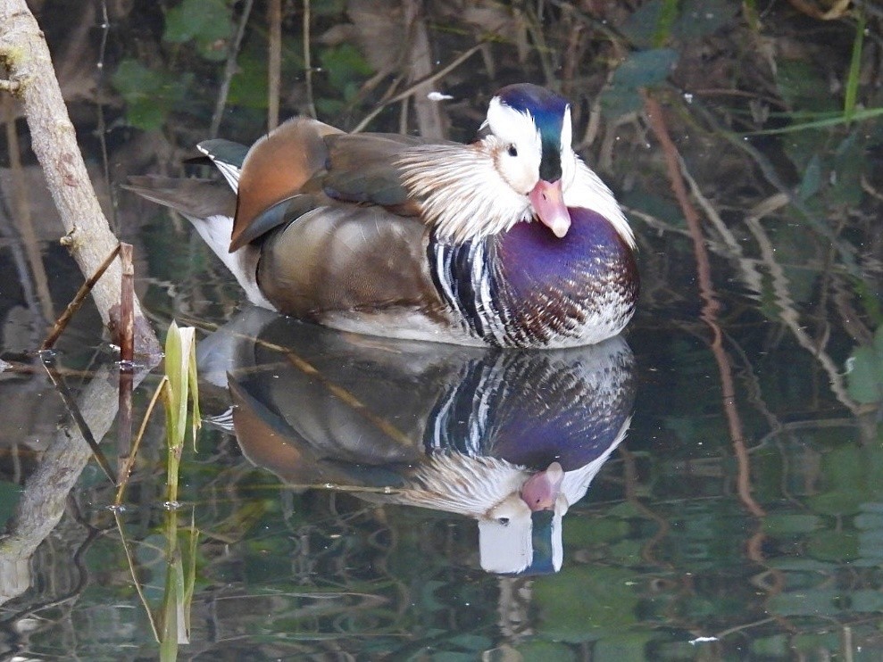 Mandarin Duck - ML647123241