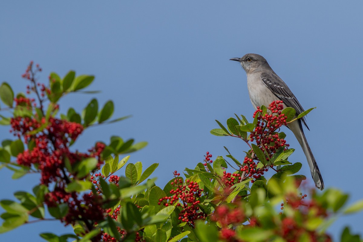 חקיינית צפונית - ML647123244