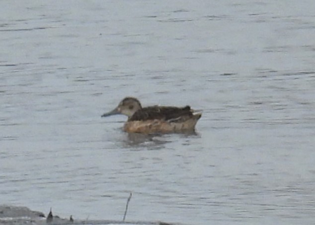 Marzaiola - ML647123245