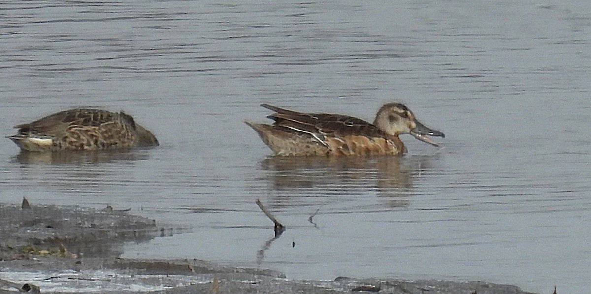 Marzaiola - ML647123246