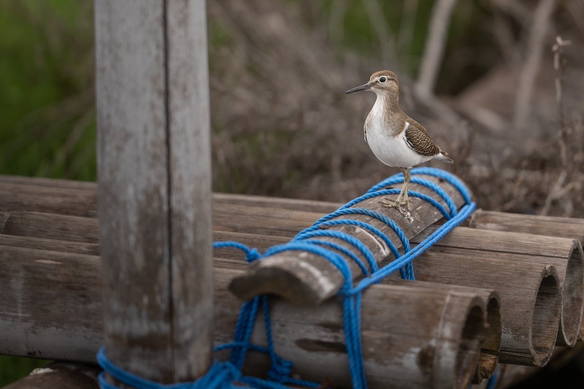 ביצנית לבנת-בטן - ML647123247