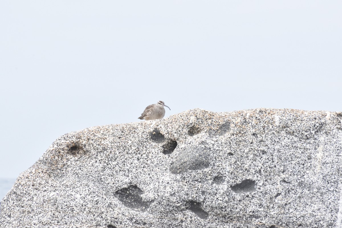 Hudsonian Whimbrel - ML647123249