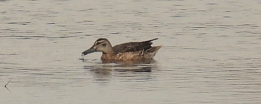 Marzaiola - ML647123250