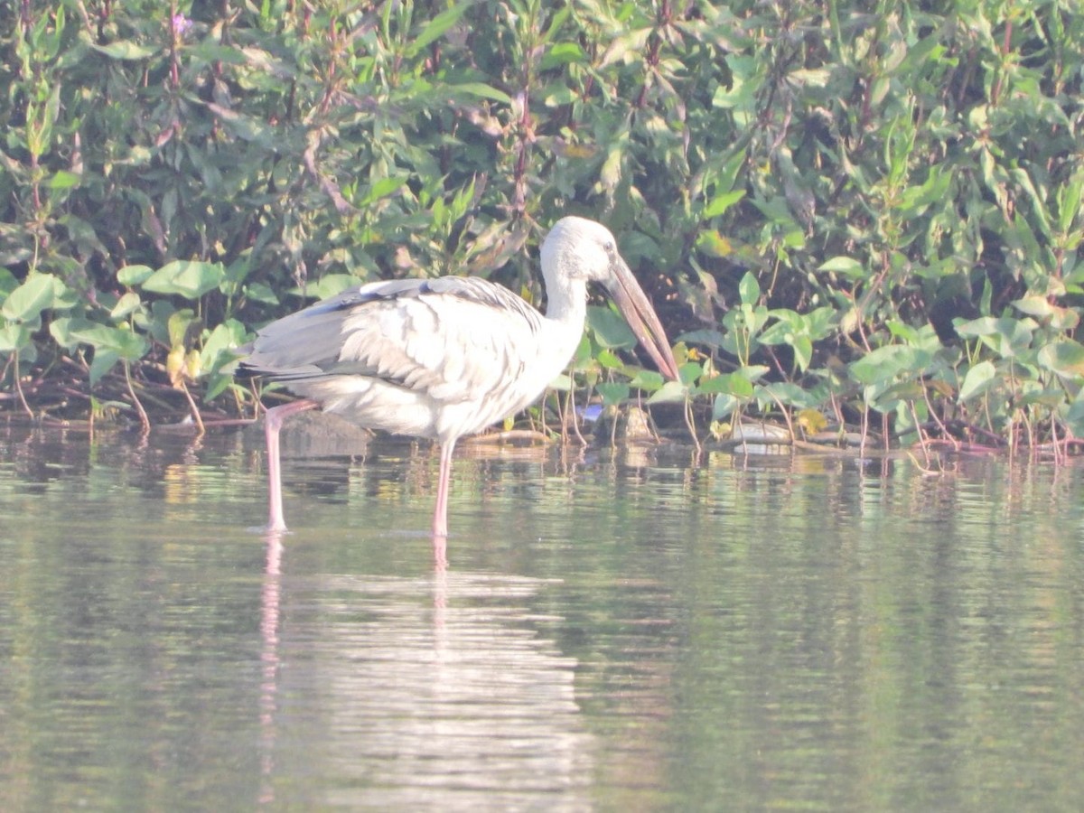 Asian Openbill - ML647123251