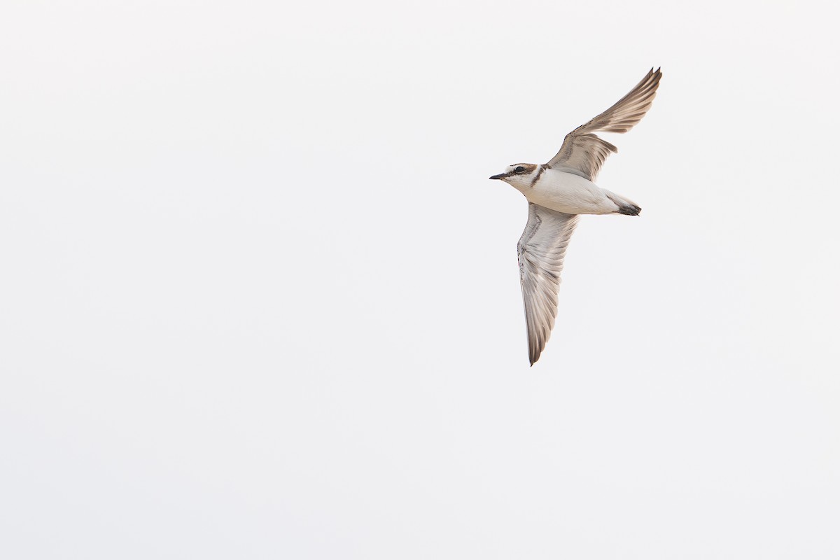 Cava Cılıbıtı - ML647123254