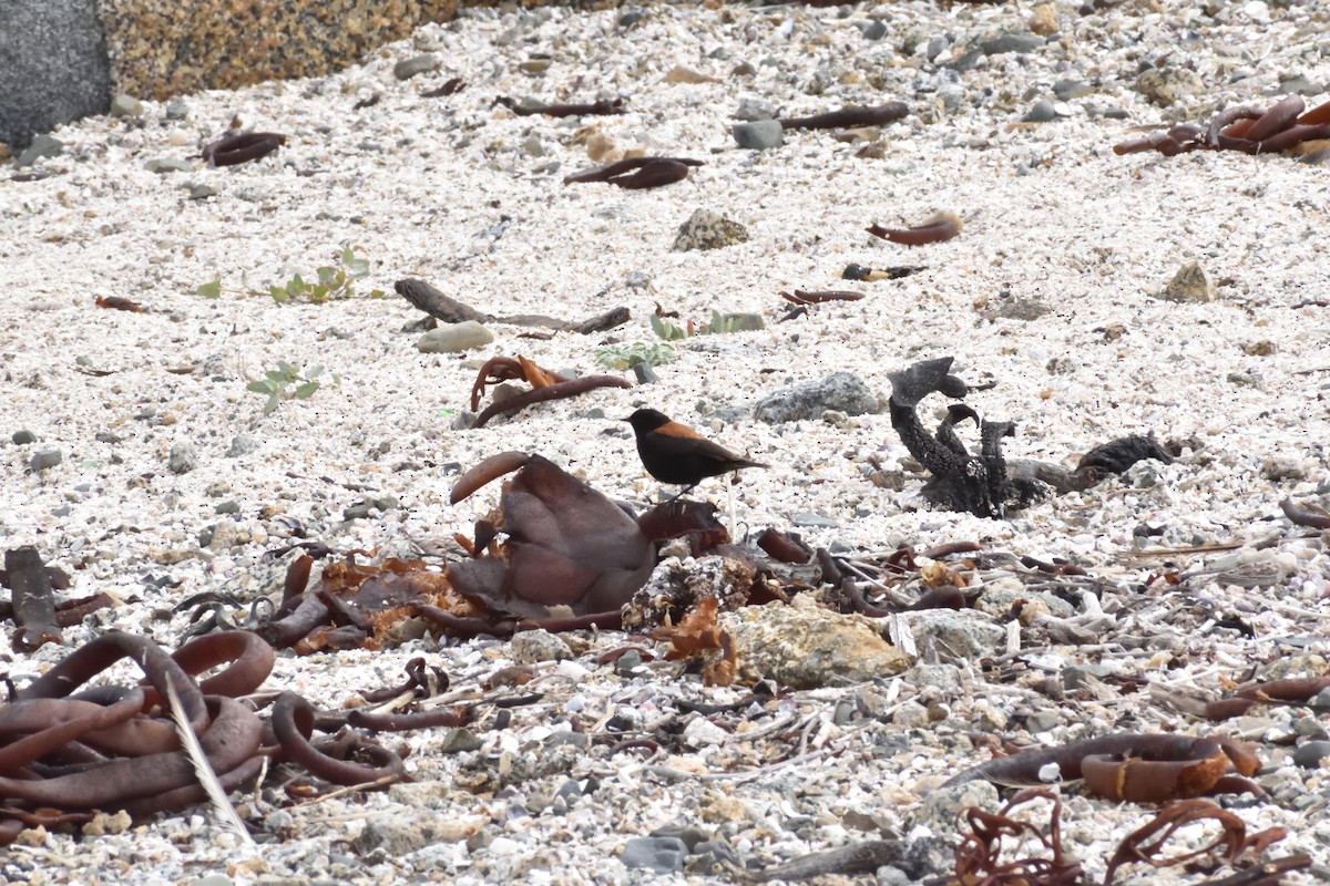 Austral Negrito - ML647123255