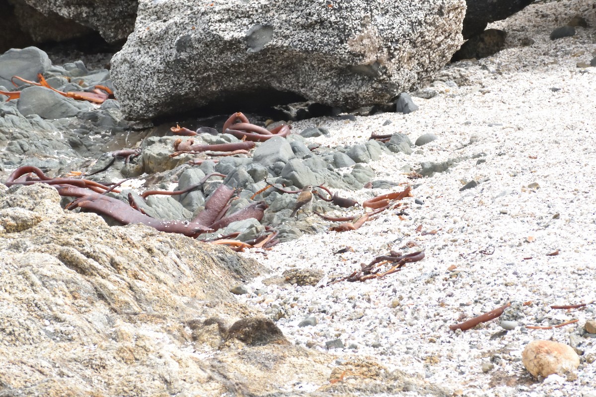 Austral Negrito - ML647123256