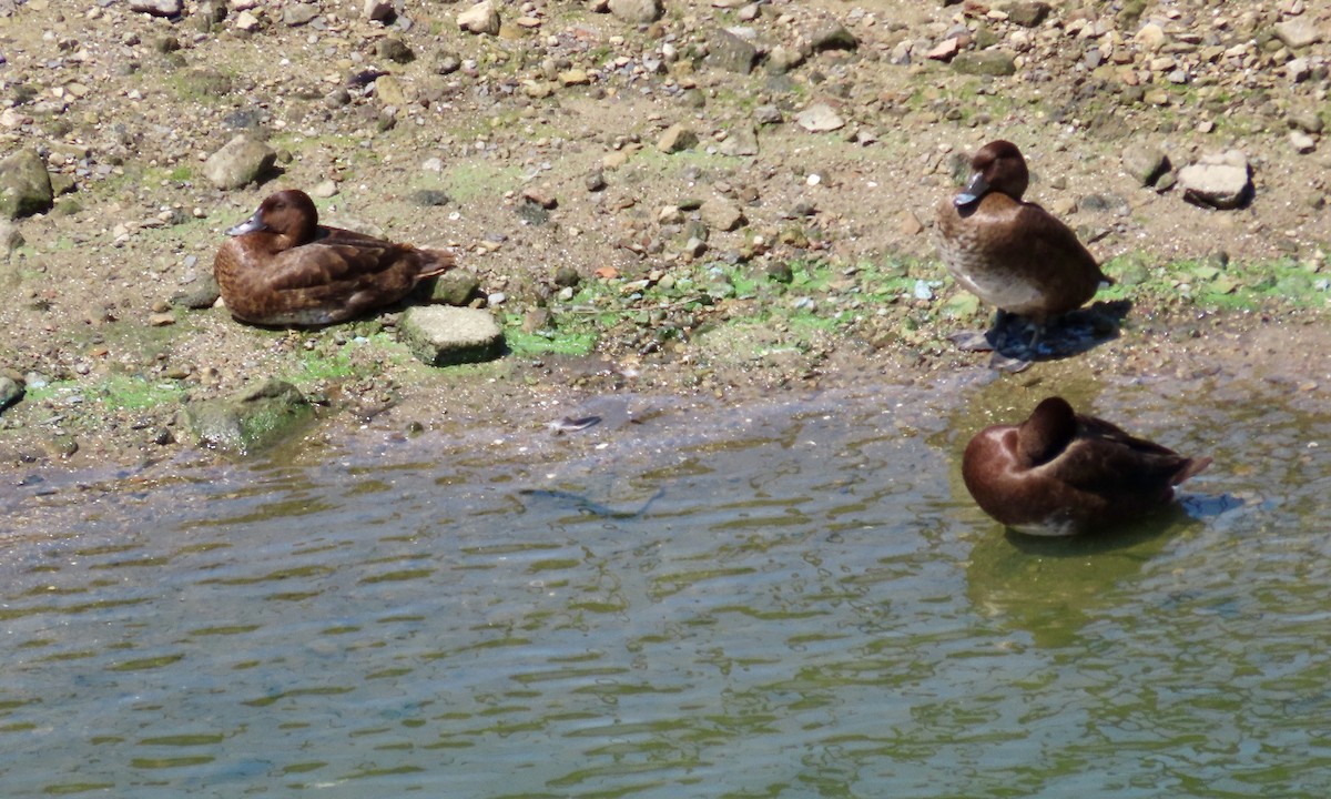 Hardhead - ML647123258