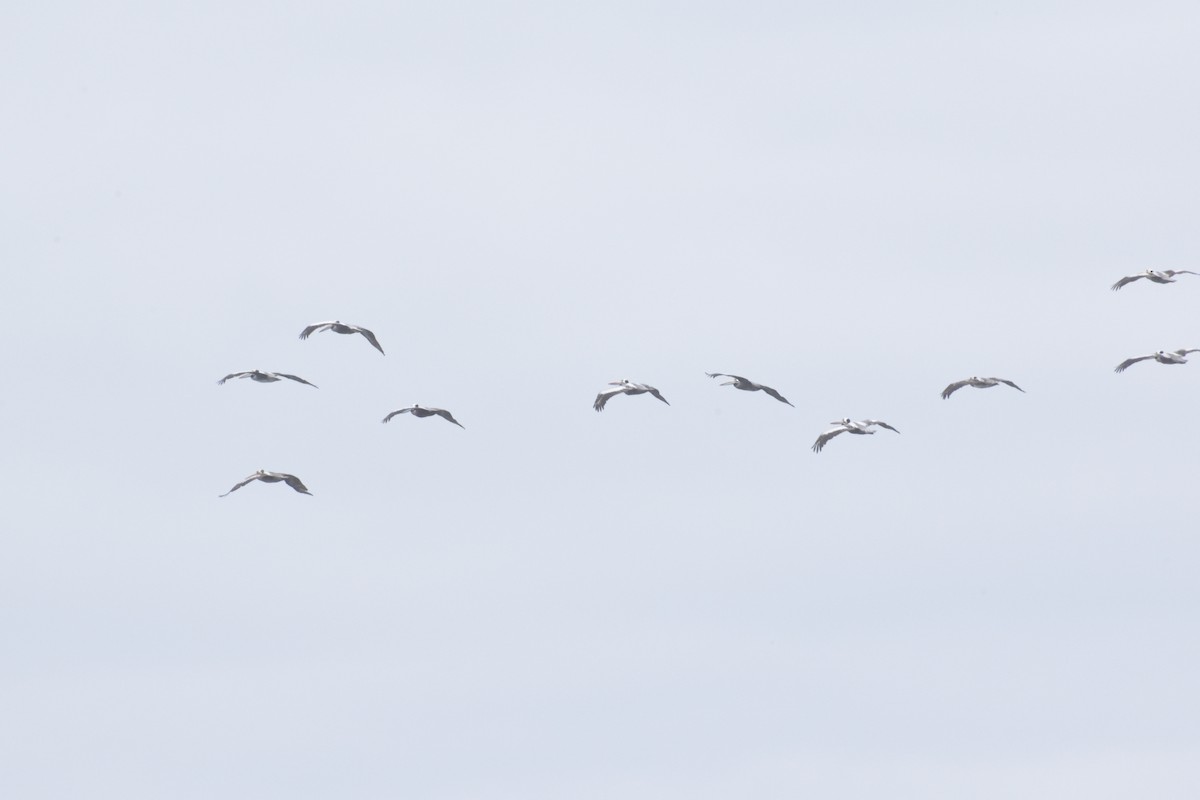 Peruvian Pelican - ML647123259